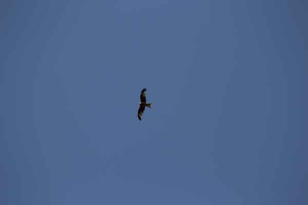 2013 07 09 france2013 redkyte 219 jpg