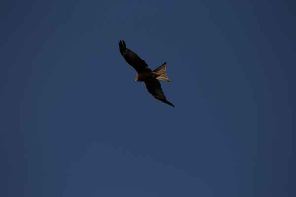 2013 07 09 france2013 redkyte 223 jpg