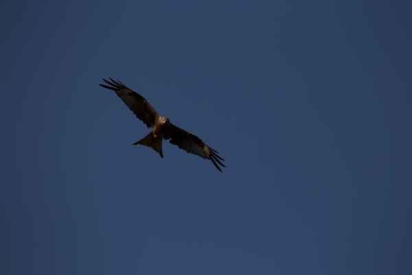 2013 07 09 france2013 redkyte 224 jpg