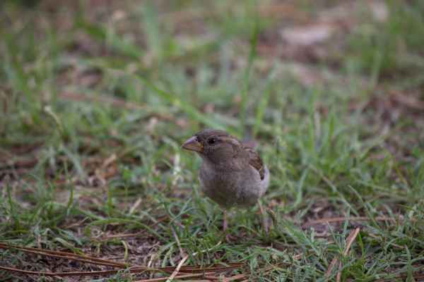 2014 07 24 birds dune de pilat france2014 motorhome 133 jpg