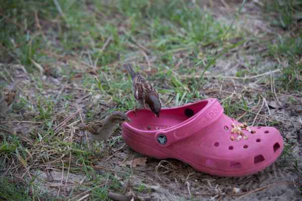 2014 07 24 birds dune de pilat france2014 motorhome 137 jpg