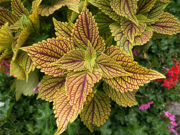 2015 09 01 europe 2015 kaysersberg plants 074 jpg