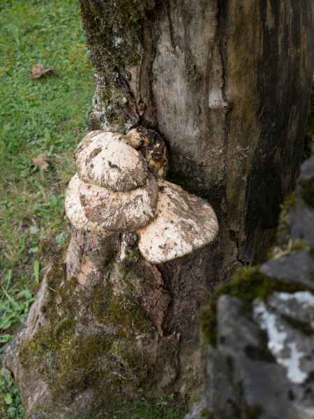 2015 09 04 europe 2015 lauterbrnnen mushroom 148 jpg
