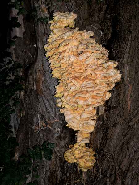 2015 09 05 europe 2015 lichtenstien mushroom vaduz 149 jpg