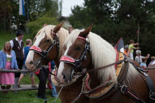 2015 09 13 burggen europe 2015 horses 209 jpg