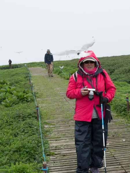 2016 06 11 arctictern bps denise sykes farneislands 044 jpg