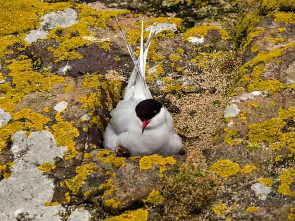 2016 06 11 arctictern bps farneislands 033 jpg