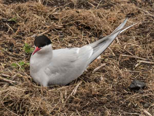 2016 06 11 arctictern bps farneislands 034 jpg