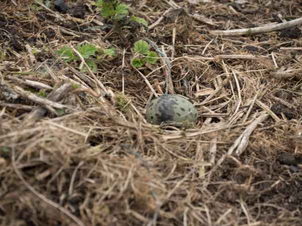 2016 06 11 arctictern bps farneislands 035 jpg