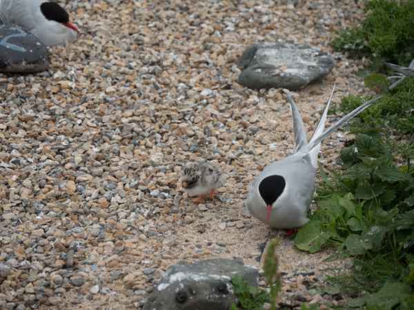 2016 06 11 arctictern bps farneislands 036 jpg