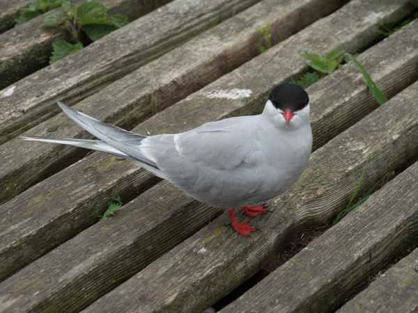 2016 06 11 arctictern bps farneislands 039 jpg