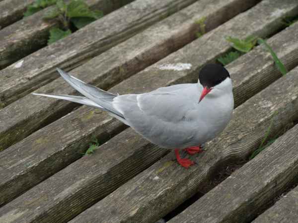 2016 06 11 arctictern bps farneislands 040 jpg