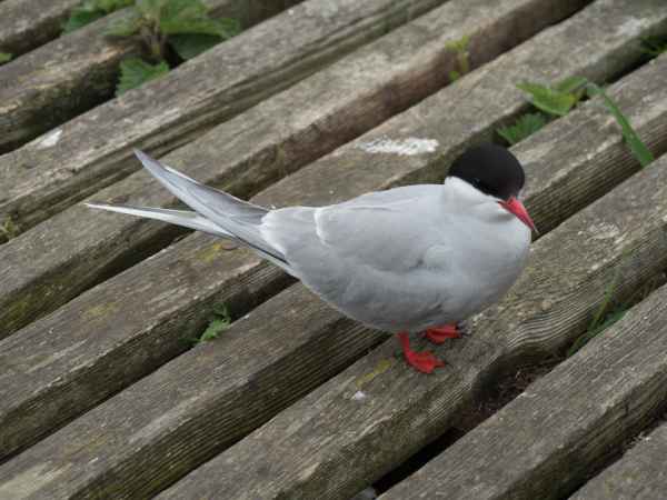 2016 06 11 arctictern bps farneislands 041 jpg