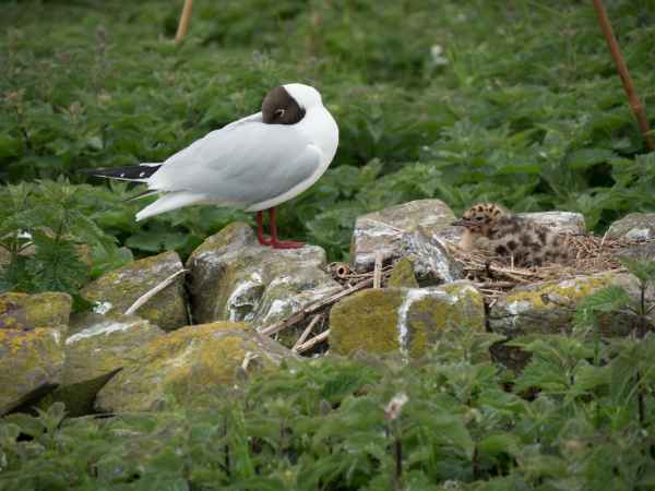 2016 06 11 arctictern bps farneislands 042 jpg