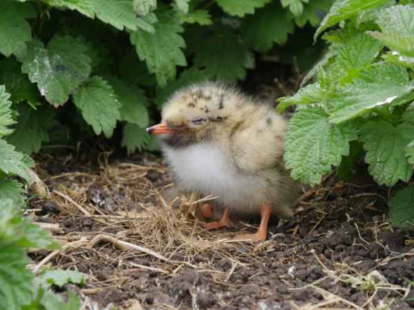 2016 06 11 arctictern bps farneislands 069 jpg