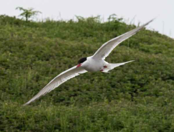 2016 06 11 arctictern bps farneislands 075 jpg