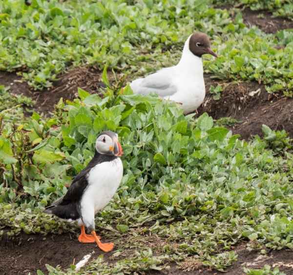 2016 06 11 arctictern bps farneislands puffin 046 jpg