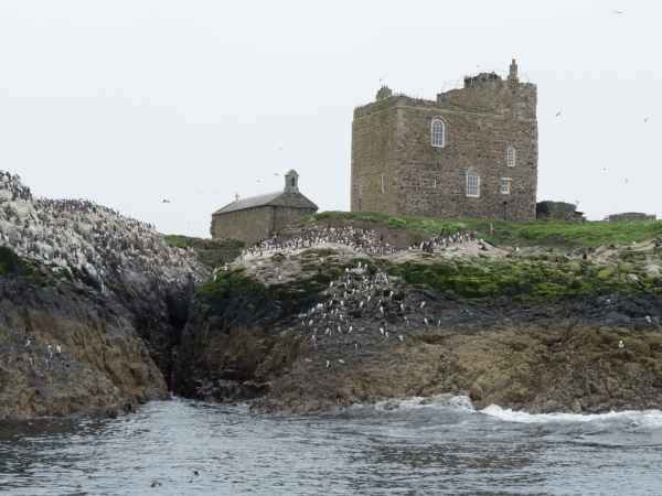 2016 06 11 bps farneislands 030 jpg