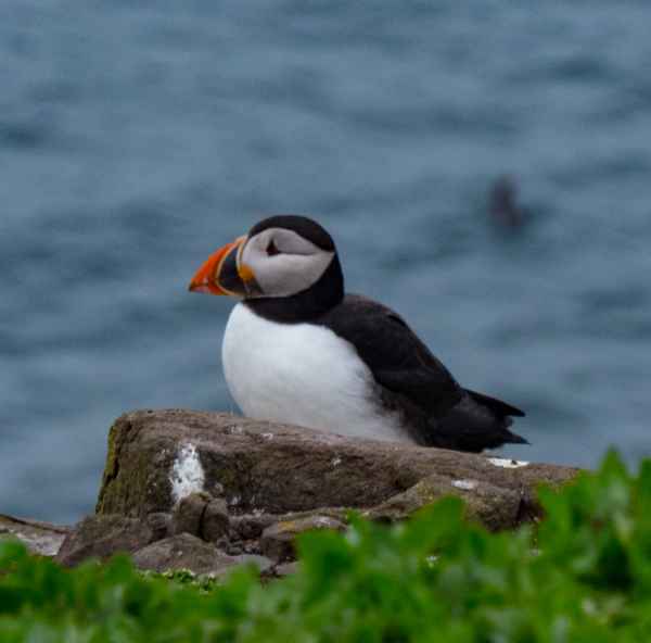 2016 06 11 bps farneislands 070 jpg