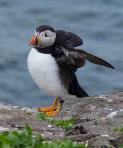2016 06 11 bps farneislands 072 jpg