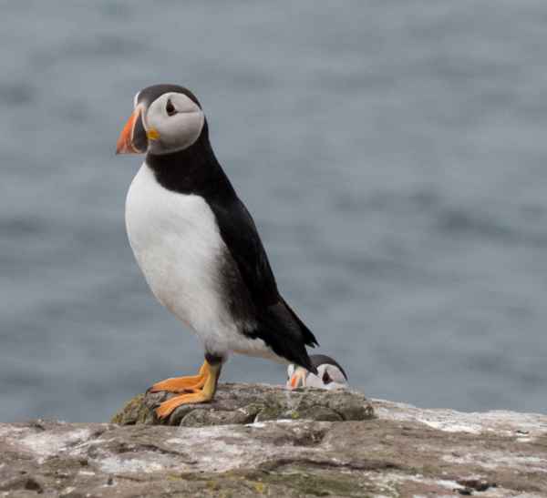 2016 06 11 bps farneislands 073 jpg