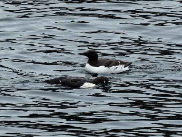 2016 06 11 bps farneislands guillemot 031 jpg