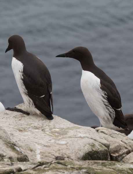 2016 06 11 bps farneislands guillemot 051 jpg