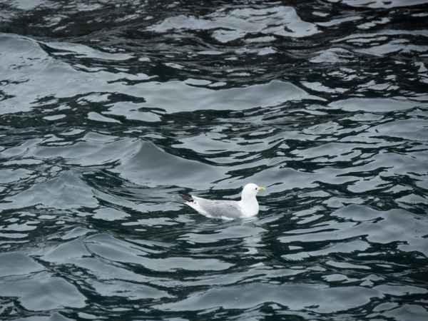 2016 06 11 bps farneislands herringgull 021 jpg