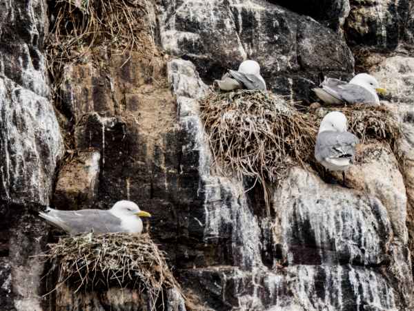 2016 06 11 bps farneislands kittiwake 027 jpg