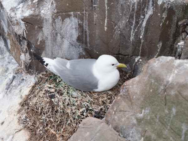 2016 06 11 bps farneislands kittiwake 059 jpg