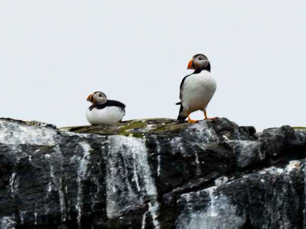 2016 06 11 bps farneislands puffin 024 jpg