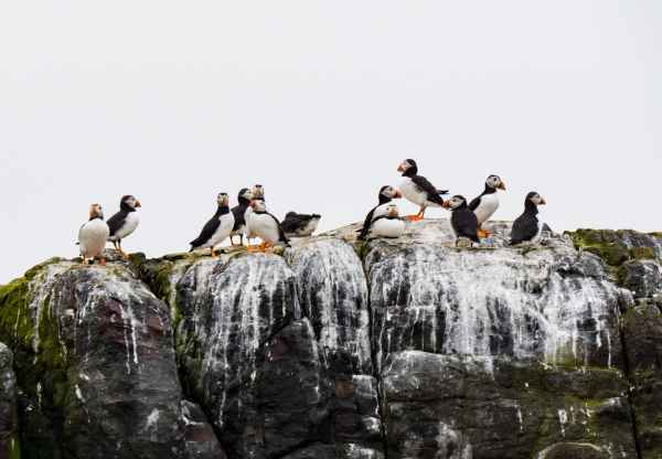 2016 06 11 bps farneislands puffin 025 jpg