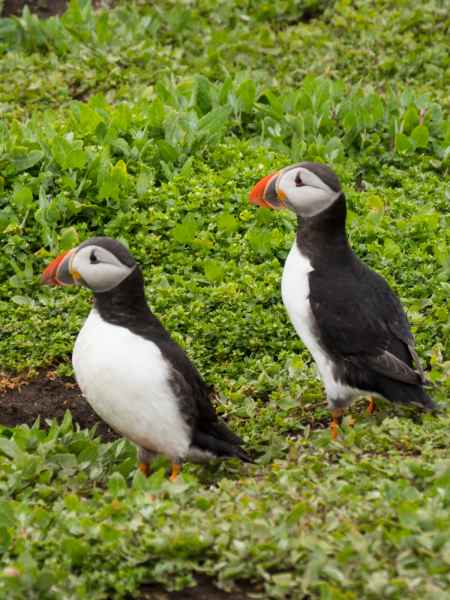 2016 06 11 bps farneislands puffin 047 jpg