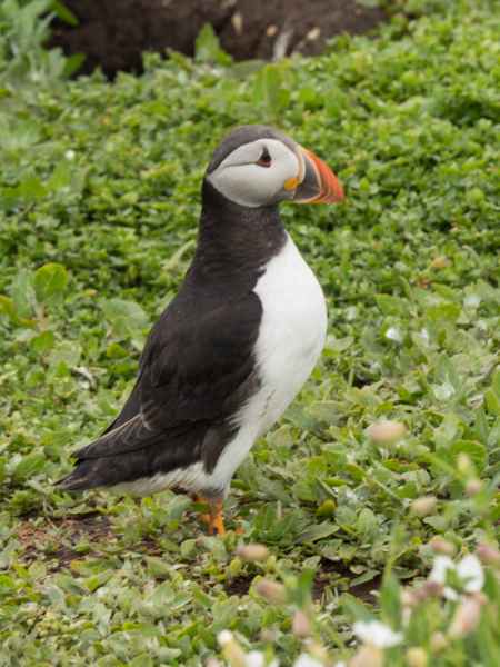 2016 06 11 bps farneislands puffin 049 jpg