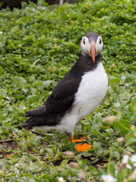 2016 06 11 bps farneislands puffin 050 jpg