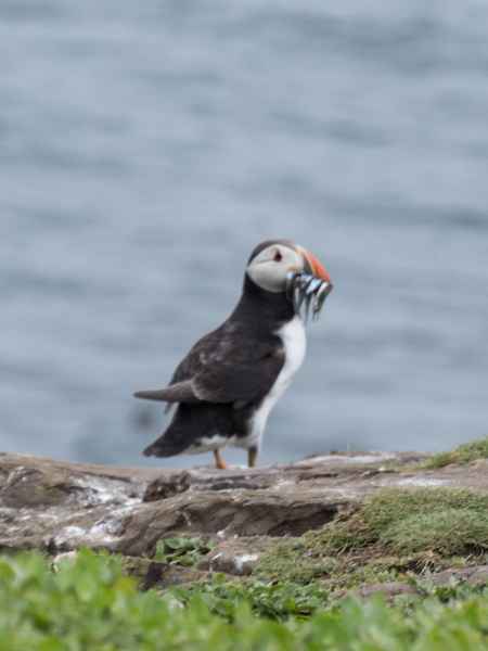 2016 06 11 bps farneislands puffin 055 jpg