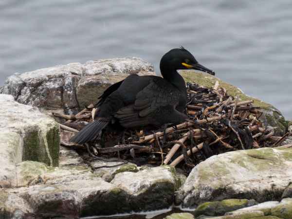 2016 06 11 bps farneislands shag 052 jpg