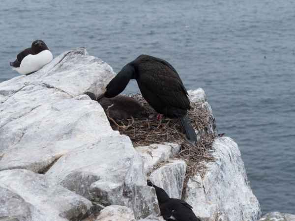 2016 06 11 bps farneislands shag 058 jpg