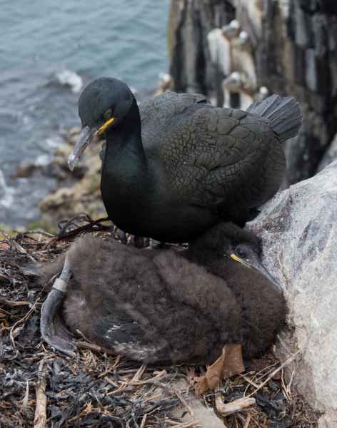 2016 06 11 bps farneislands shag 061 jpg