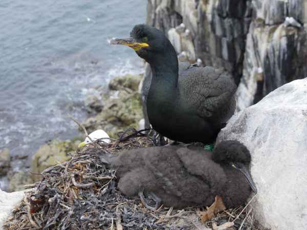 2016 06 11 bps farneislands shag 062 jpg
