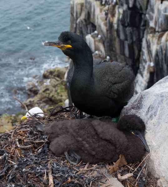 2016 06 11 bps farneislands shag 063 jpg