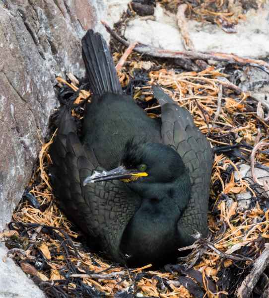 2016 06 11 bps farneislands shag 066 jpg