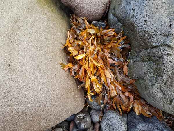 2016 10 24 alftanes iceland 2016 120 jpg