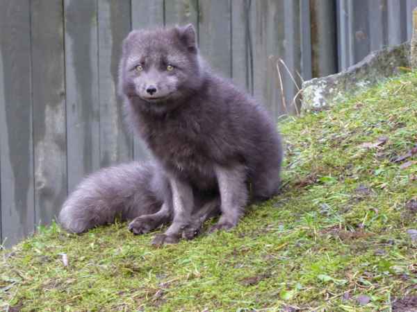 2016 10 25 arctic fox iceland 2016 iceland school mhc in iceland 131 jpg
