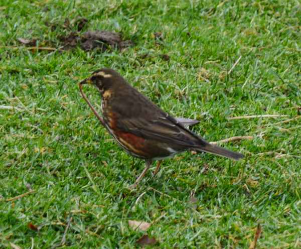 2016 10 25 iceland 2016 redwing reykjavik 133 jpg