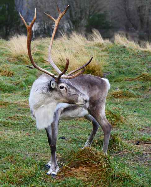 2016 10 25 iceland 2016 reindeer reykjavik 134 jpg