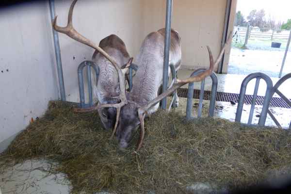 2016 10 25 iceland 2016 reindeer reykjavik 135 jpg