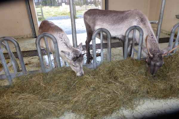 2016 10 25 iceland 2016 reindeer reykjavik 136 jpg