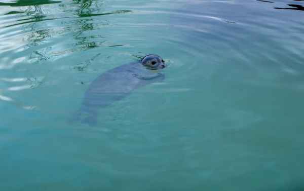 2016 10 25 iceland 2016 reykjavik seals sealions 140 jpg