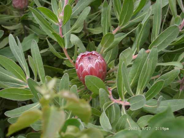 2002 09 27 flora forna madeira 2002 089 jpg
